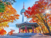 Tour du lịch Hàn Quốc mùa Thu: Seoul - Nami - Everland 5N4Đ