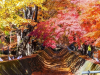 Tour Nhật Bản Cung Đường Vàng mùa Thu Narita – Tokyo – Fuji – Kyoto – Osaka 5N5Đ