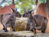 Tour du lịch SYDNEY - MELBOURNE 7 ngày 6 đêm