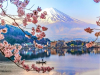 Tour Nhật Bản Hoa Anh Đào 2026: Tokyo – Fuji 5N4Đ