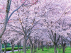 Tour Nhật Bản Hoa Anh Đào 2026: Osaka – Kyoto – Yamanashi – Tokyo 5N5Đ