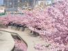 Tour Nhật Bản Hoa Anh Đào 2026: Narita – Tokyo – Fuji – Nagoya – Osaka 5N5Đ 