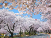 Tour Hàn Quốc Hoa Anh Đào 2026: Seoul – Nami Island – Đại Học Kyung Hee – Lotte World – Yeouido 5N4Đ
