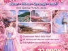 TOUR HÀN QUỐC (Busan - Jinhae - Gyeongju - Seoul)