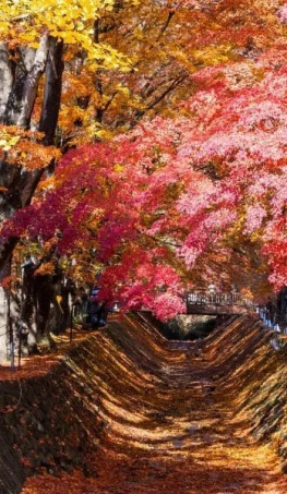 Tour Nhật Bản Cung Đường Vàng mùa Thu Narita – Tokyo – Fuji – Kyoto – Osaka 5N5Đ
