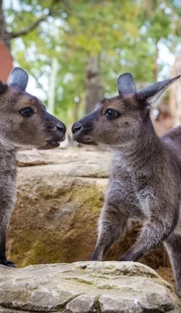 Tour du lịch SYDNEY - MELBOURNE 7 ngày 6 đêm