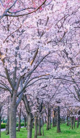 Tour Nhật Bản Hoa Anh Đào 2026: Osaka – Kyoto – Yamanashi – Tokyo 5N5Đ