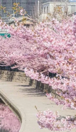 Tour Nhật Bản Hoa Anh Đào 2026: Narita – Tokyo – Fuji – Nagoya – Osaka 5N5Đ 
