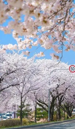 Tour Hàn Quốc Hoa Anh Đào 2026: Seoul – Nami Island – Đại Học Kyung Hee – Lotte World – Yeouido 5N4Đ