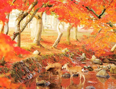 Tour Nhật Bản Cung Đường Vàng mùa Thu Narita – Tokyo – Fuji – Kyoto – Osaka 5N5Đ
