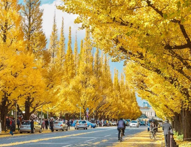Tour Nhật Bản Cung Đường Vàng mùa Thu Narita – Tokyo – Fuji – Kyoto – Osaka 5N5Đ