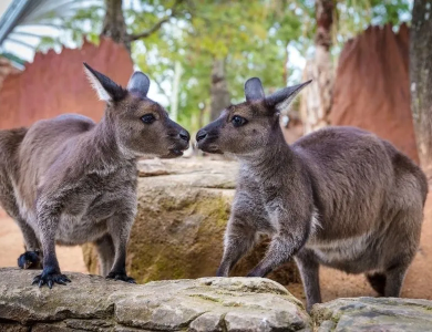 Tour du lịch SYDNEY - MELBOURNE 7 ngày 6 đêm