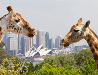 Tour du lịch SYDNEY - MELBOURNE 7 ngày 6 đêm