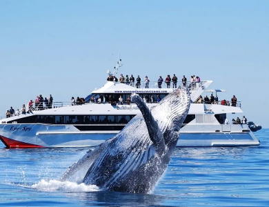 Tour du lịch SYDNEY - MELBOURNE 7 ngày 6 đêm