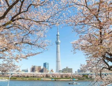 Tour Nhật Bản Hoa Anh Đào 2026: Tokyo – Fuji 5N4Đ