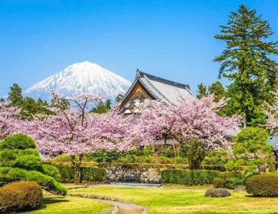 Tour Nhật Bản Hoa Anh Đào 2026: Tokyo – Fuji 5N4Đ