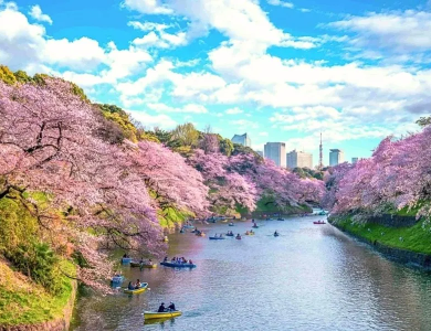 Tour Nhật Bản Hoa Anh Đào 2026: Tokyo – Fuji 5N4Đ