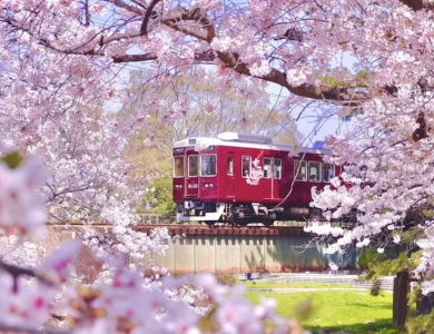 Tour Nhật Bản Hoa Anh Đào 2026: Osaka – Kyoto – Yamanashi – Tokyo 5N5Đ