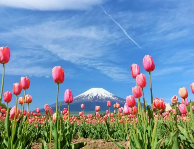 Tour Nhật Bản Hoa Anh Đào 2026: Osaka – Kyoto – Yamanashi – Tokyo 5N5Đ