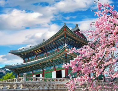 Tour Hàn Quốc Hoa Anh Đào 2026: Seoul – Nami Island – Đại Học Kyung Hee – Lotte World – Yeouido 5N4Đ
