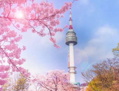 Tour Hàn Quốc Hoa Anh Đào 2026: Seoul – Nami Island – Đại Học Kyung Hee – Lotte World – Yeouido 5N4Đ