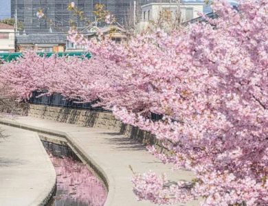 Tour Nhật Bản Hoa Anh Đào 2026: Narita – Tokyo – Fuji – Nagoya – Osaka 5N5Đ 
