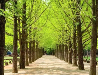 1/5 Tour Hàn Quốc: Seoul - Công viên giải trí Everland - Trải nghiệm hái Dâu Tây 5N4Đ