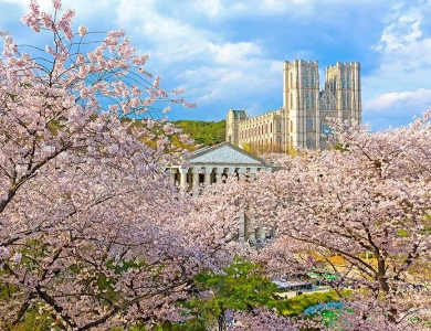 Tour Hàn Quốc Hoa Anh Đào 2026: Seoul – Nami Island – Đại Học Kyung Hee – Lotte World – Yeouido 5N4Đ