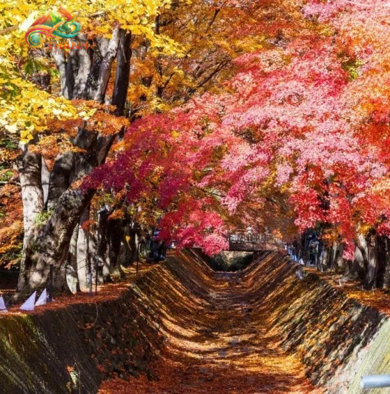 Tour Nhật Bản Cung Đường Vàng mùa Thu Narita – Tokyo – Fuji – Kyoto – Osaka 5N5Đ
