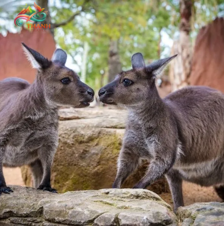 Tour du lịch SYDNEY - MELBOURNE 7 ngày 6 đêm