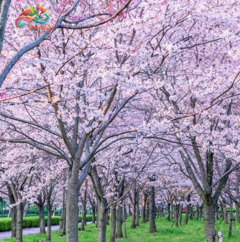 Tour Nhật Bản Hoa Anh Đào 2026: Osaka – Kyoto – Yamanashi – Tokyo 5N5Đ