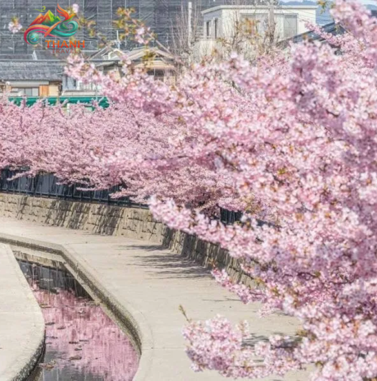 Tour Nhật Bản Hoa Anh Đào 2026: Narita – Tokyo – Fuji – Nagoya – Osaka 5N5Đ 