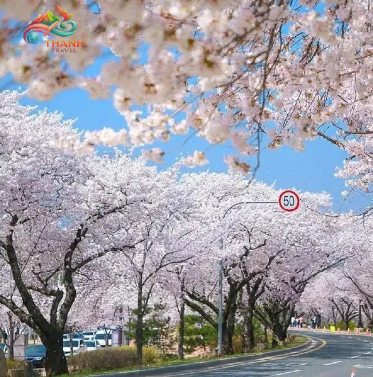 Tour Hàn Quốc Hoa Anh Đào 2026: Seoul – Nami Island – Đại Học Kyung Hee – Lotte World – Yeouido 5N4Đ